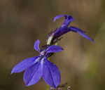 Southern lobelia